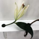 Soliflore mural vase mural design étagère salon soliflore blanc et verre